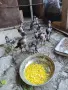 Пилета порода Hint, снимка 5