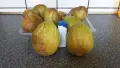 Смокини разсад в кофичка., снимка 3