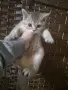златна чинчила момиче , снимка 7