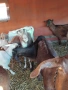 продавам четири кози , снимка 7