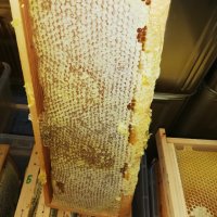 ПРОМОЦИЯ Биологичен пчелен мед, снимка 10 - Пчелни продукти - 42046467
