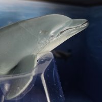 Wild life ocean-делфин, снимка 3 - Фигурки - 42836116