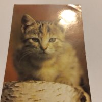 Пощенски картички котки чисти, снимка 5 - Филателия - 40420766