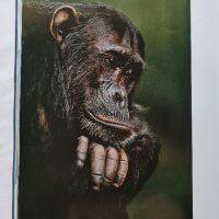 National Geographic 100-те най-добри снимки на животн, снимка 4 - Списания и комикси - 37161902