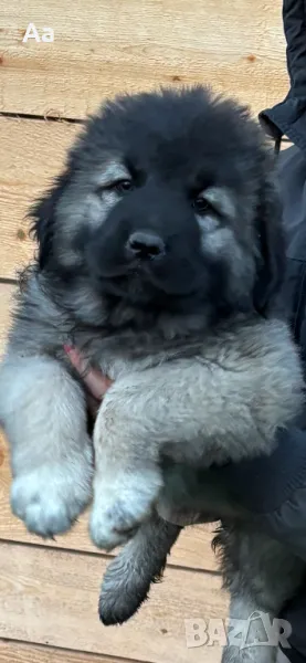 Кавказка овчарка , снимка 1
