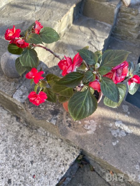 Цвете дъвка , снимка 1