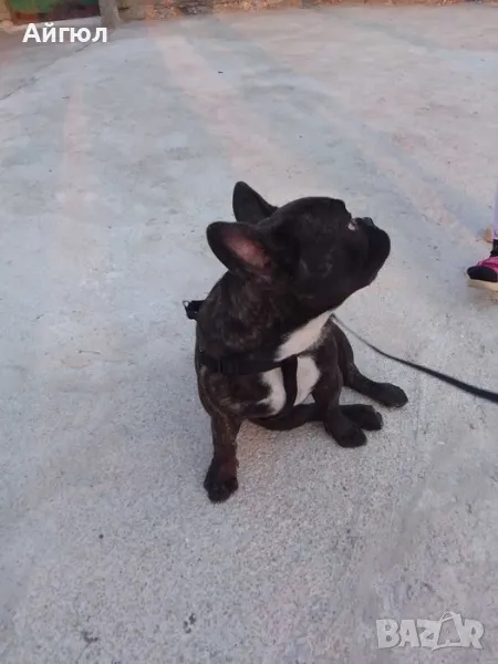 Мъжки френски булдог , снимка 1