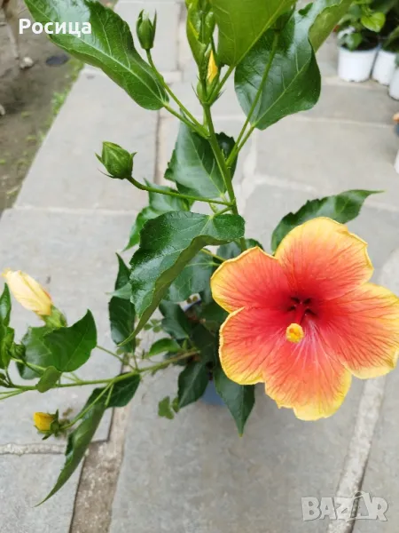 китайска роза , снимка 1