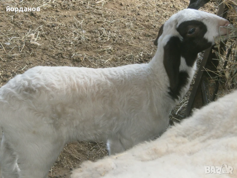 агнета, снимка 1