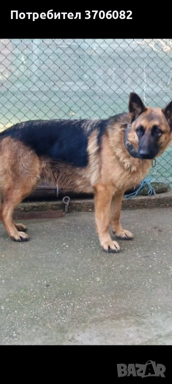 Продавам немска овчарка на година и половина не е агресивен към хора кучето е кастрирано, снимка 1