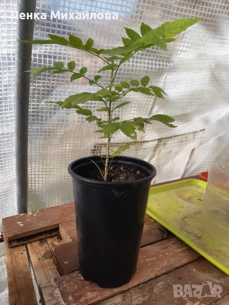 кадифен боб/Mucuna pruriens/, снимка 1