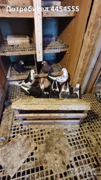 Гълъби 30 броя, снимка 1