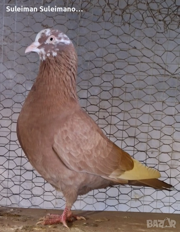 2 свободни кенера 70 лв , снимка 1