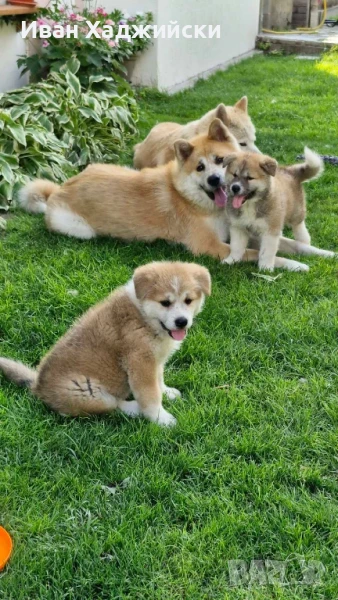 Акита ину, снимка 1