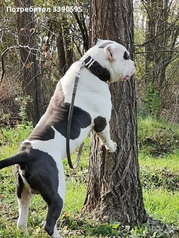 Американско були , снимка 1