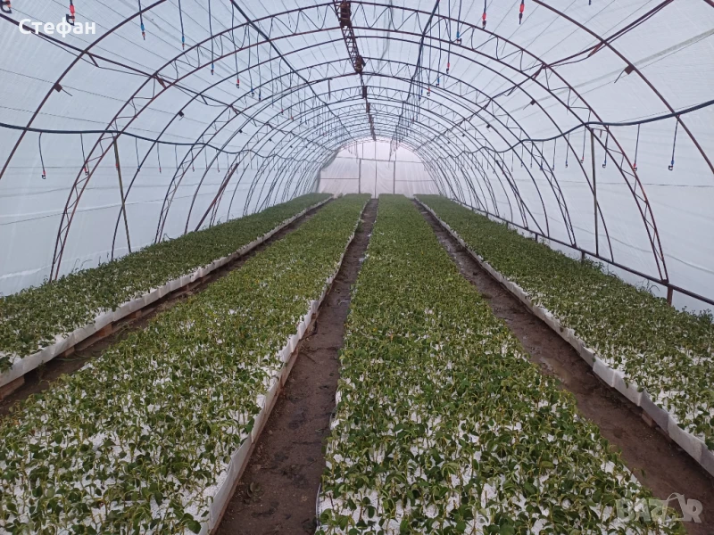 Разсад Роза Дамасценс, снимка 1