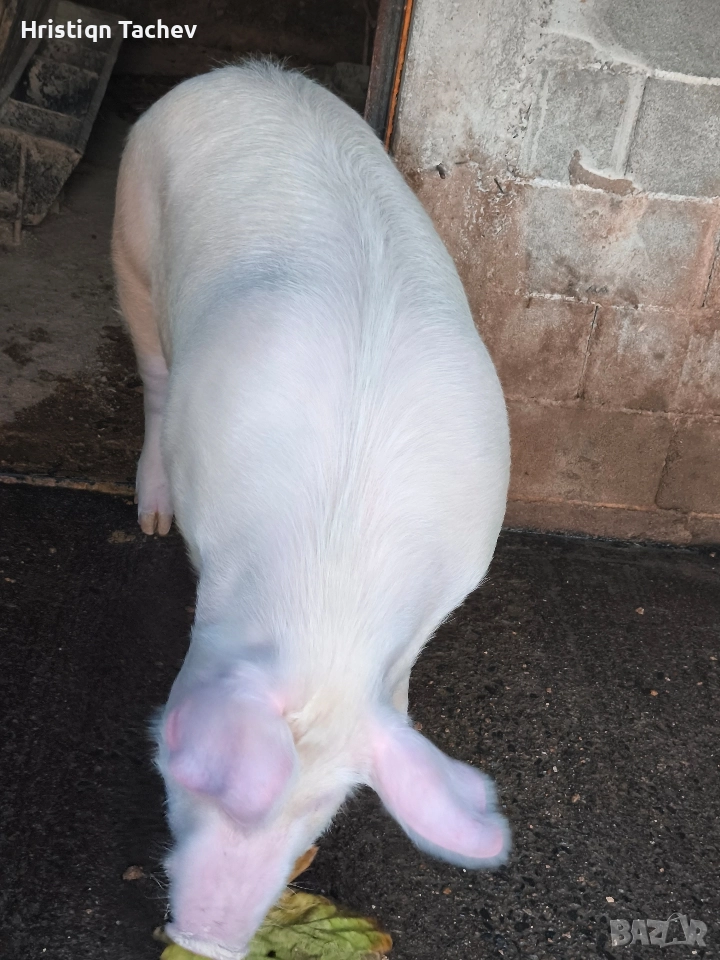 продавам домашно прасе , снимка 1