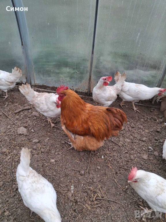 Петли орпингтон , снимка 1