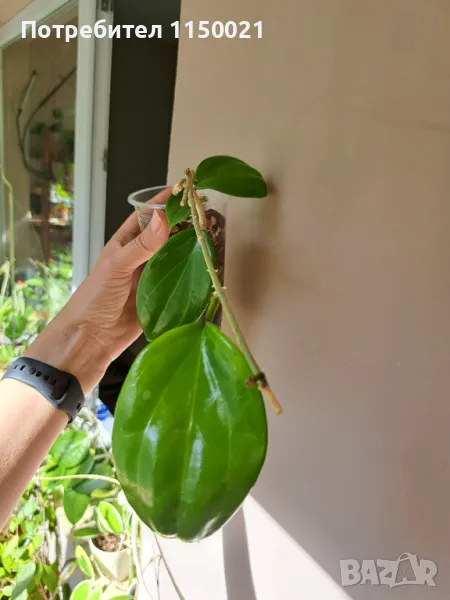 Хоя, снимка 1