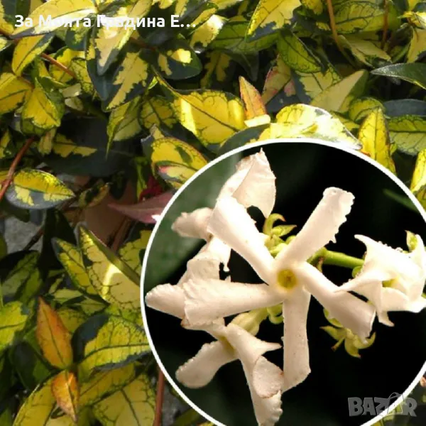 Жасмин , снимка 1