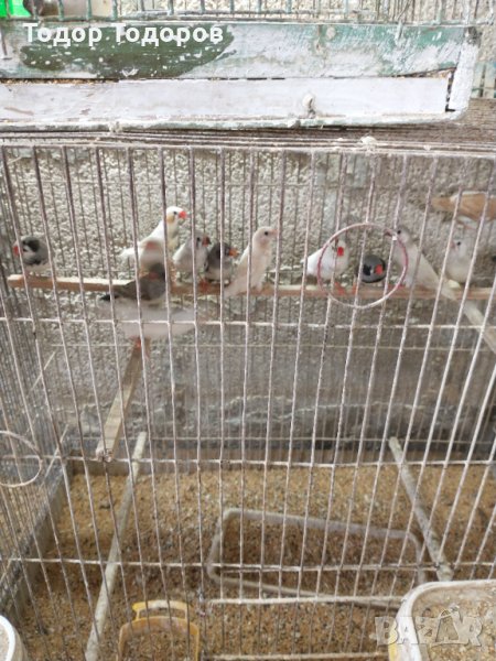 Продавам вълнисти папагали и амадини, снимка 1