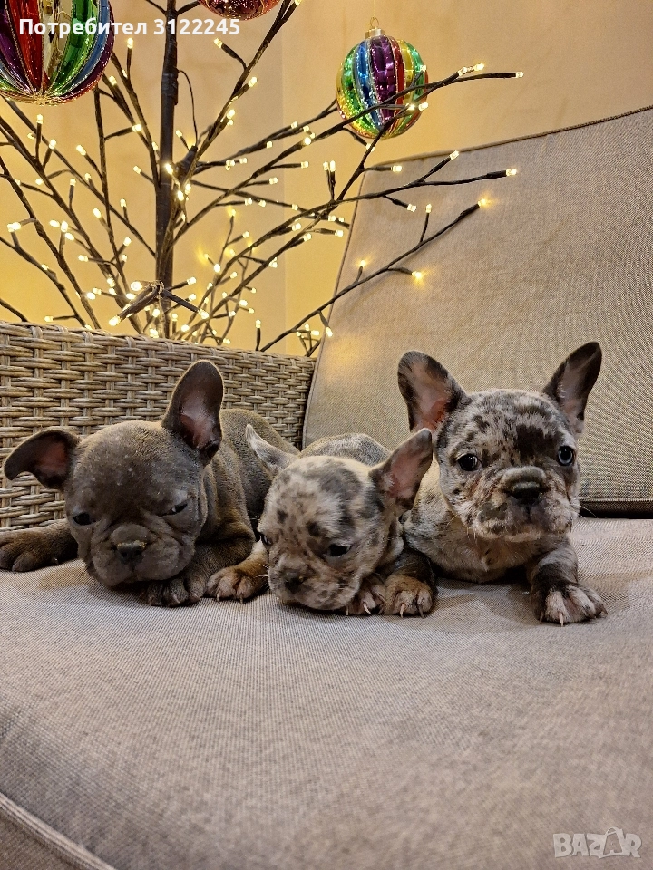 Продавам чистокръвни френски булдоци , снимка 1