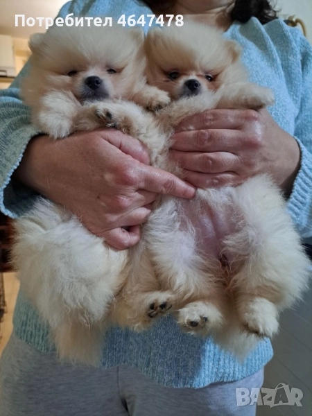 померан мини шпиц , снимка 1