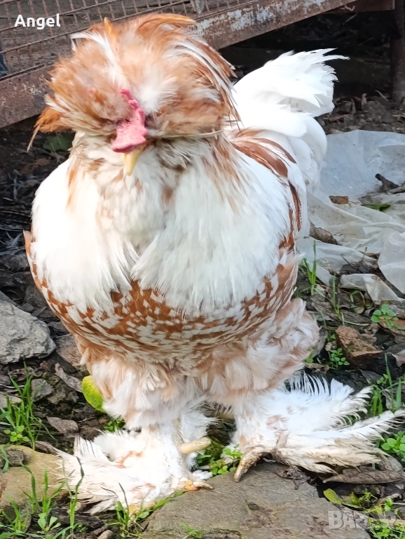 Струмски стандарт кокошка , снимка 1