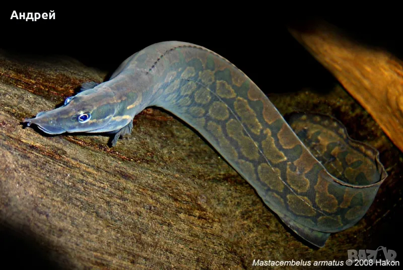 Мастицамбелус, снимка 1