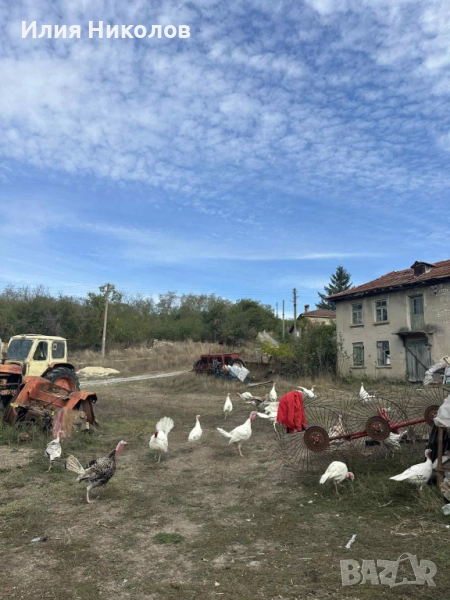 Продавам пуйки, снимка 1