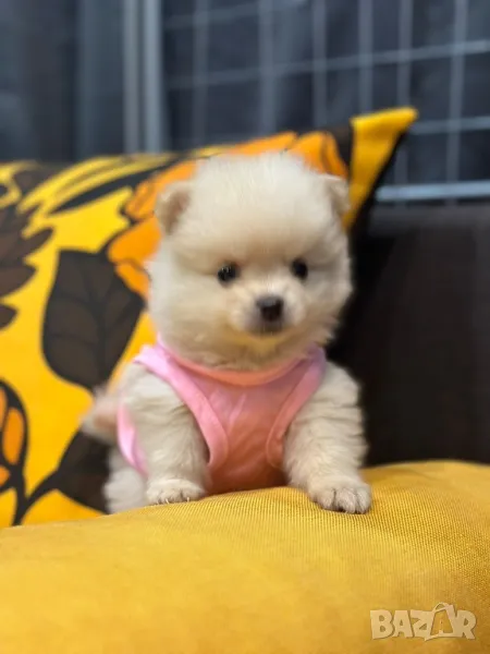 Померан , снимка 1