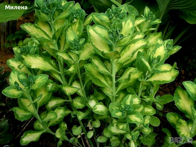 Седум спектабиле Вариегатум, снимка 1