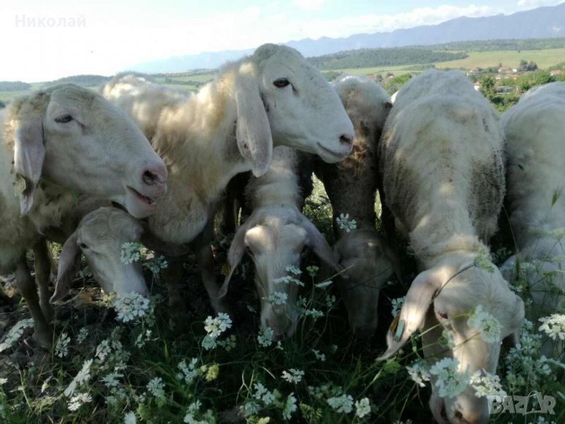 Продавам мъжки животни порода Асаф, снимка 1