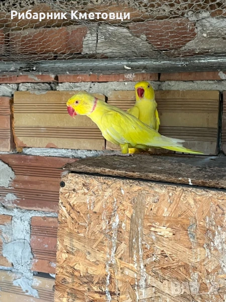 Малък Александър - двойки, снимка 1