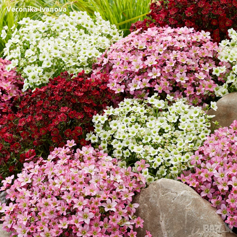 Саксифрага, снимка 1