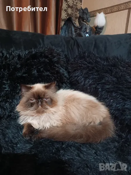 Хималайска персийка колорпойнт, снимка 1