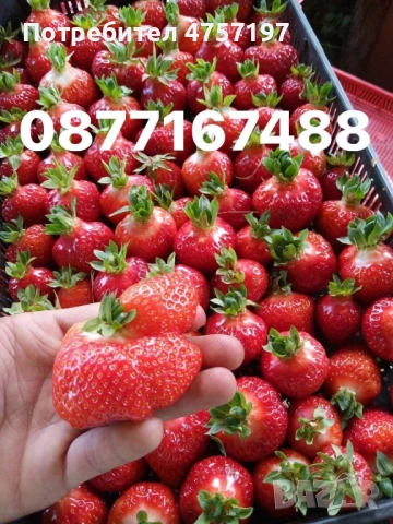 Рзсад Ягоди и малини , снимка 5 - Разсади - 54006418