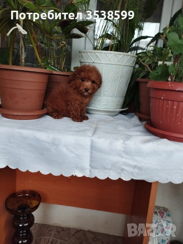 Мини Пуделчета.