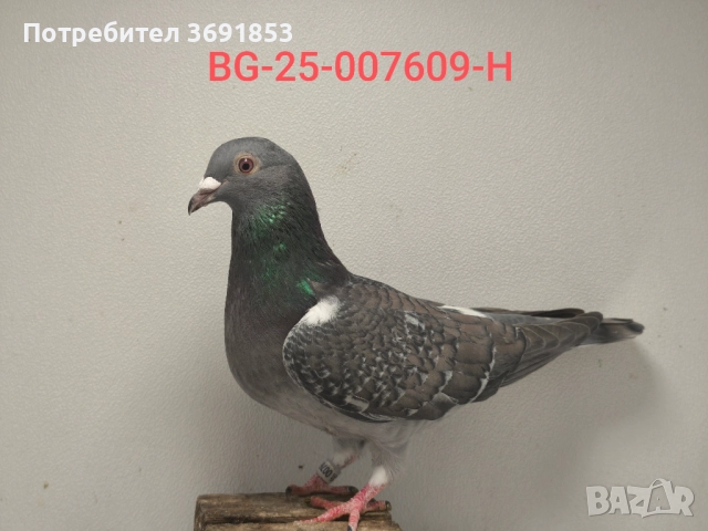 Цветни пощи, снимка 18 - Гълъби - 52336823