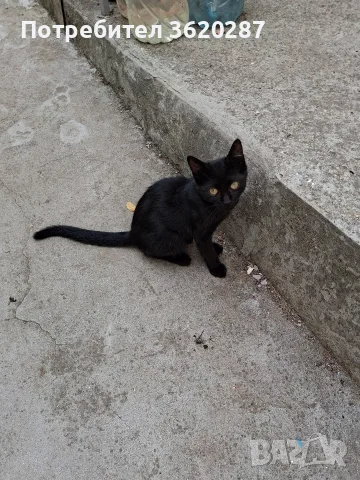 Две бездомни котета , снимка 15 - Други - 55446529