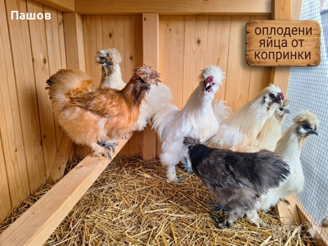 Продавам разплодни яйца от копринки,оплодени, снимка 2 - Кокошки и пуйки - 54032148