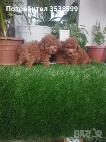 Той Пуделчета , снимка 5 - Пудели - 52909276