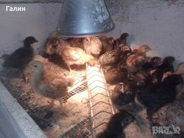 Пилета-дворни, снимка 3 - Кокошки и пуйки - 44682870