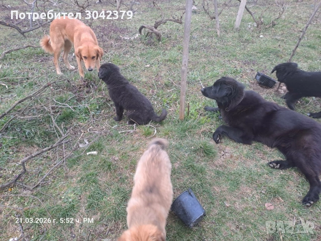Подарявам кученца, снимка 5 - Други - 53939651
