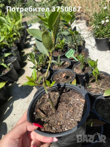 🌱☀️💞 Дафинов лист / Лаврово дърво  (Laurus nobilis) 🌿🌸❤️, снимка 5 - Градински цветя и растения - 51029074