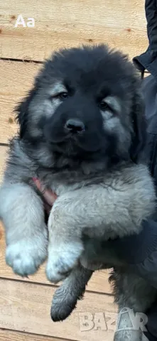 Кавказка овчарка , снимка 1