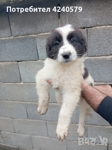 Каракачанки останаха мъжки кутрета, снимка 6 - Каракачанска овчарка - 52105803