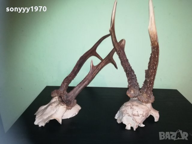 рога-2 чифта-внос швеция 2310201843, снимка 4 - Колекции - 30531821