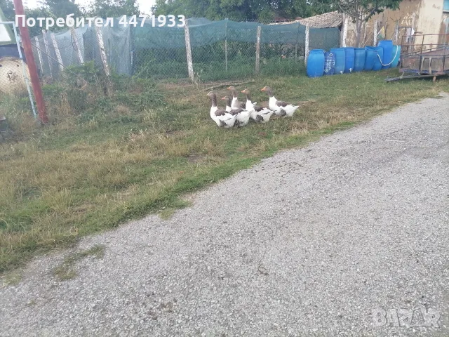 Пуяци и гъски!! , снимка 5 - Кокошки и пуйки - 56148875