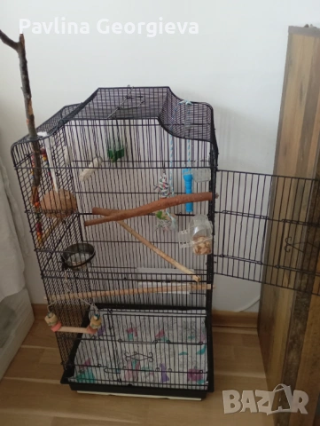 Продавам малък Александър с клетката цена 180евро, снимка 4 - Папагали - 54080292